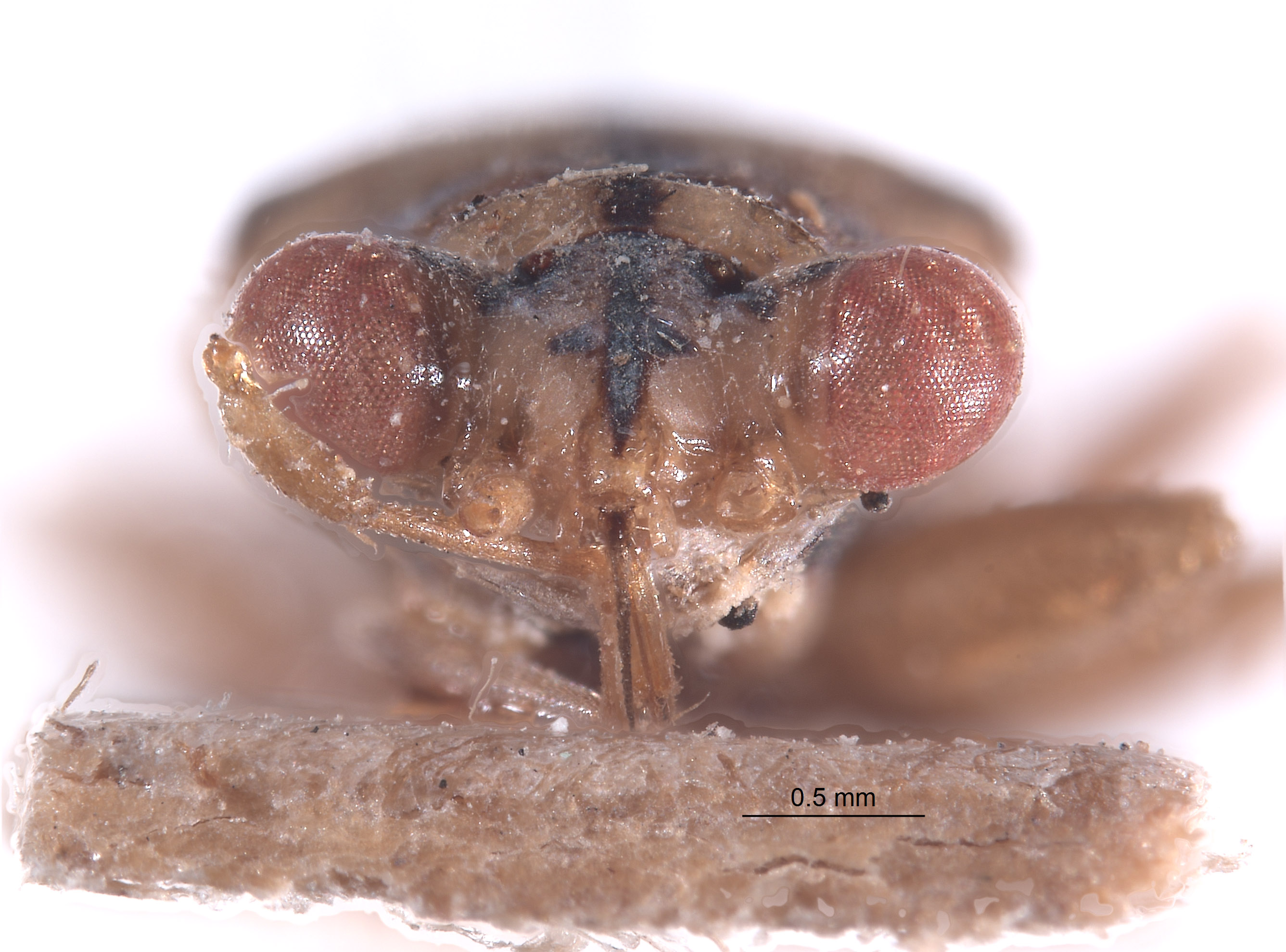 Ophthalmocoris bipunctatus image